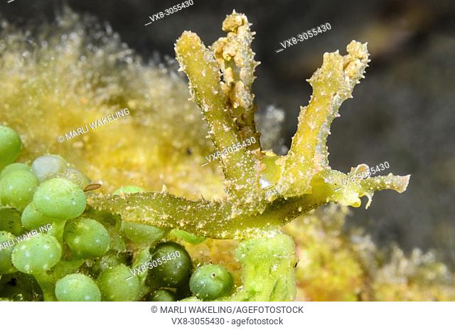 sea slug, Lobiger sp. , Anilao, Batangas, Philippines, Pacific