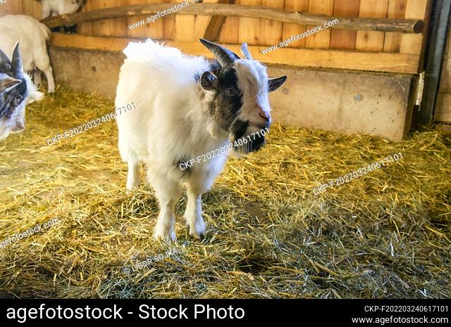 Domestic Goat, Capra aegagrus f. hircus, in Cumberland Wildpark in Grunau im Almtal, Upper Austria, February 23, 2022. (CTK Photo/Libor Sojka)