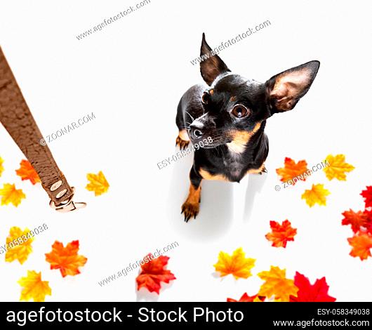 prague ratter dog waiting for owner to play and go for a walk with leash, isolated on white background in autumn or fall with leaves