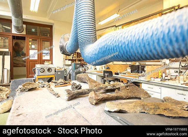 Illustration picture shows a visit to the Natural Sciences Museum in Brussels, Wednesday 09 March 2022. The preparations of the Diplodocus Dan skeleton have...