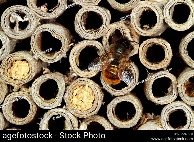 Red Mason Bee (Osmia rufa) adult female, at nesthole in cardboard tube, Powys, Wales, United Kingdom, Europe