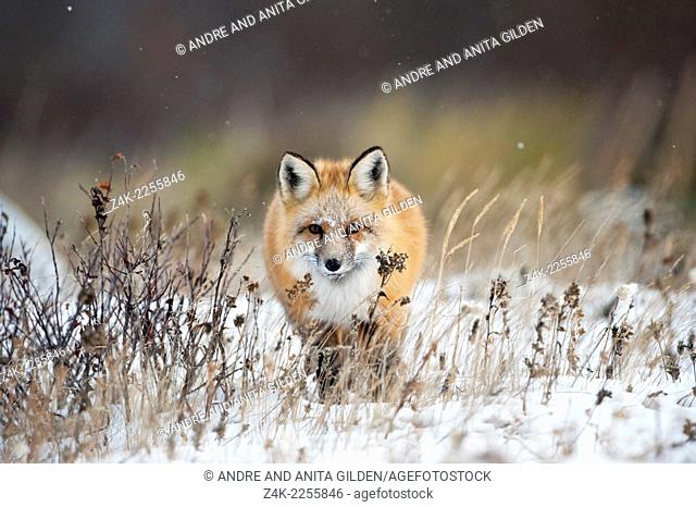 Red fox (Vulpes vulpes) walking towards in snow, Churchill, Canada. Winner ""arret sur Image"" festival Montier-en-Der, 2010