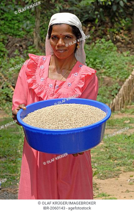 Female worker on a plantation presenting a plastic bowl filled with white pepper, Thekkady, Kerala, South India, India, Asia