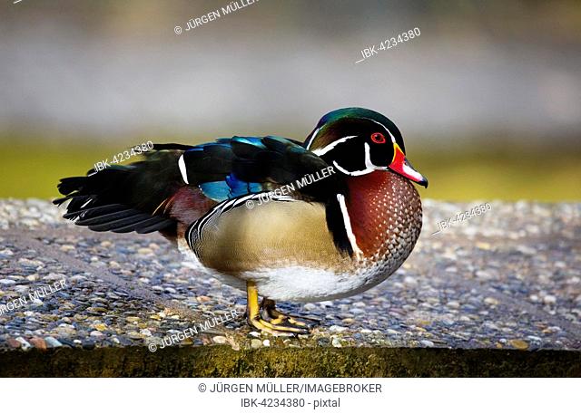 Mandarin duck (Aix galericulata), Thuringia, Germany