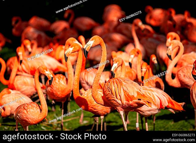 Group of pink flamingos on a green meadow. The background is in the shade. Background from beautiful birds