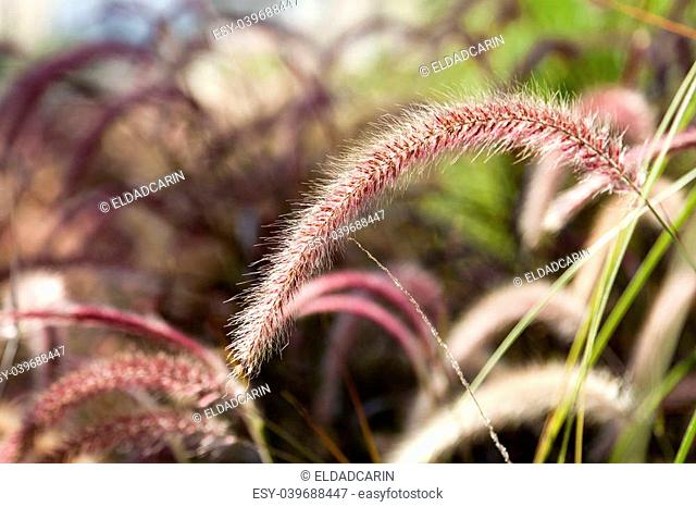 Foxtail grass flower on the blurry background of a whole field of this plant