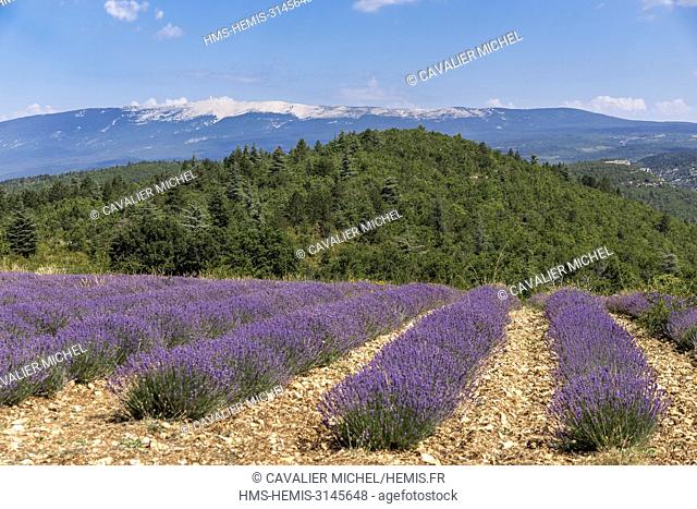 France, Vaucluse, Monieux, field of lavender in the collar of the relay Saint Hubert, in background the Mount Ventoux
