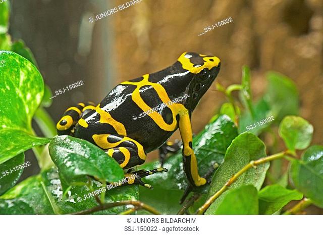 Yellow-banded poison dart frog/ Dendrobates leucomelas restrictions: Tierratgeber-Bücher, Kalender / animal guidebooks, calendars