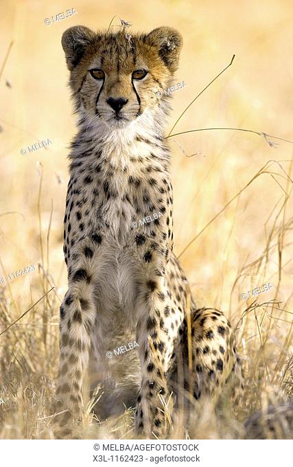 Acinonyx jabatus Cheetah Ngorongoro conservation area Tanzania Africa