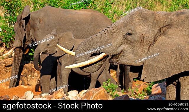 Elefanten im Flussbett, Kruger Nationalpark, Südafrika; african elephants in a river bed, south africa