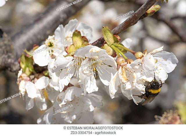 Field of almond blossoms. Tivissa, Catalonia, Spain
