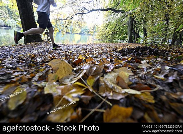 01 November 2023, North Rhine-Westphalia, Much: A jogger runs through the autumnal forest in the Oberberg region wearing shorts