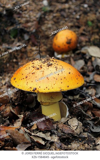 Caesar's Mushroom in a wood, oronja, reig, amanita caesarea, Edible mushroom, Costa Brava, Girona, Spain, Europe