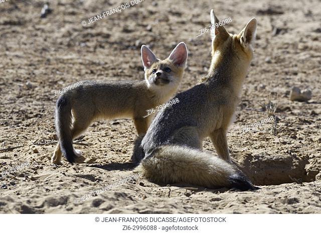 Cape foxes (Vulpes chama), sitting mother with cub looking up, at burrow entrance, morning light, Kgalagadi Transfrontier Park, Northern Cape, South Africa