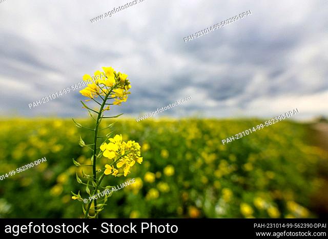 14 October 2023, Baden-Württemberg, Unlingen: Rain clouds are forming behind a field of mustard in bloom. Photo: Thomas Warnack/dpa