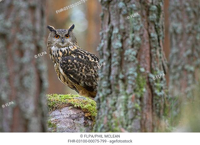Eurasian Eagle-owl Bubo bubo adult looking through Scots Pine trees, conifer woodland, Scotland