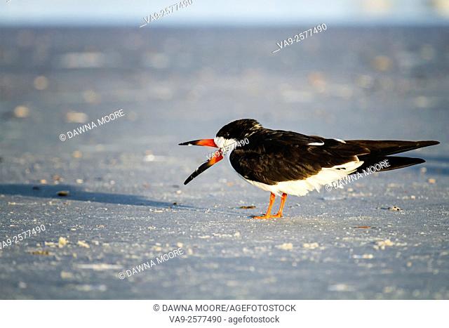 Black Skimmer (Rynchops niger) standing on the beach with its beak open