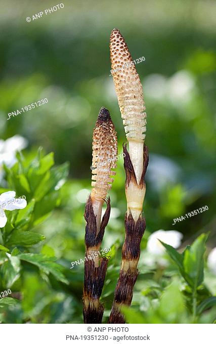 Great Horsetail Equisetum telmateia - Hohn Valley, Kelmis, Liege, Wallonia, Belgium, Europe