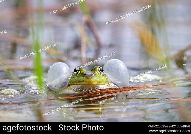 PRODUCTION - 12 May 2022, Brandenburg, Dallgow-Döberitz: A pond frog in a pond on the Döberitzer Heide. In Brandenburg's waters