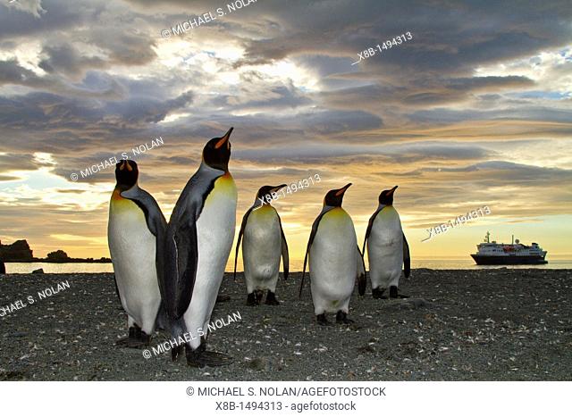 King penguins Aptenodytes patagonicus at sunrise on South Georgia Island, Southern Ocean  MORE INFO The king penguin is the second largest species of penguin at...