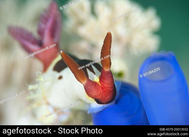 Vibrantly coloured Nudibranch, Nembrotha rutilans, Si Amil, Sabah, Malaysia, Borneo