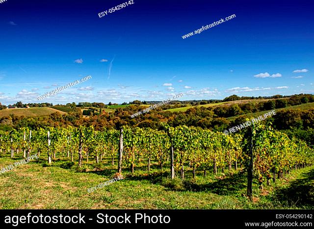 Vineyard of the Jurancon wine in the French Pyrenees, near Pau city
