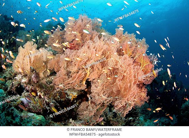 Sea Fan in Coral Reef, Melithaea sp., Raja Ampat, West Papua, Indonesia