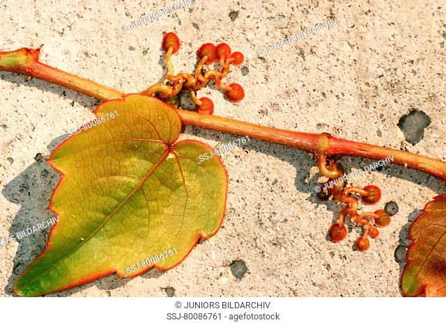 DEU, 2002: Woodbine, Virginia creeper (Parthenocissus quinquefolia), leaf and disc-like suckers