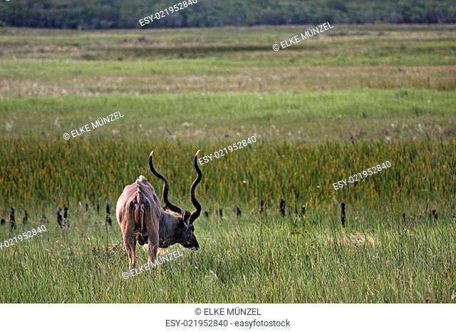 Kudu in der Savanne Südafrikas