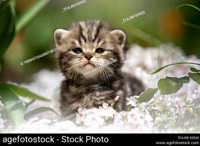 standing British Shorthair Kitten