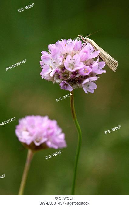 Sand sea thrift (Armeria elongata, Armeria maritima subsp. elongata), flowers with a snout moth , Germany, Brandenburg, NSG Schoenower Heide, Schoenow