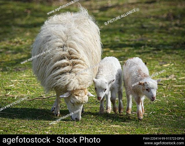 12 April 2022, Brandenburg, Letschin/Kienitz Nord: Two lambs born a few days before Easter walk beside their mother across the grounds of the ""Erlenhof""