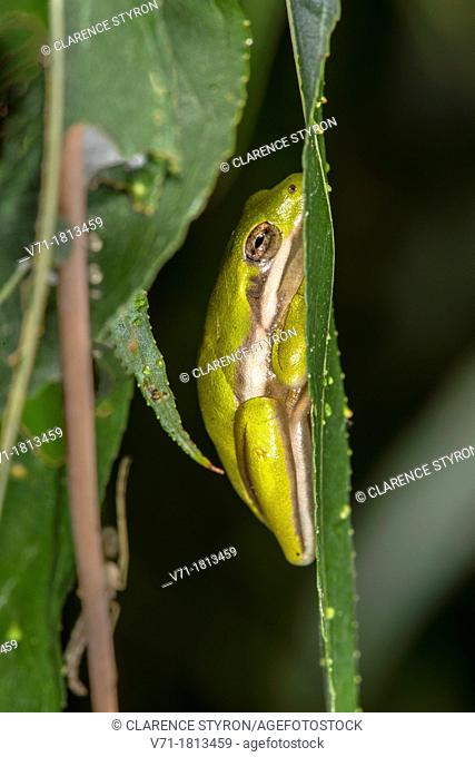 Green Tree Frog, Hyla cinerea, on Willow Leaf Salix nigra at Corolla, NC USA Outer Banks