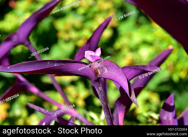 Purple secretia or wandering jew (Tradescantia pallida) is a perennial herb native to eastern Mexico