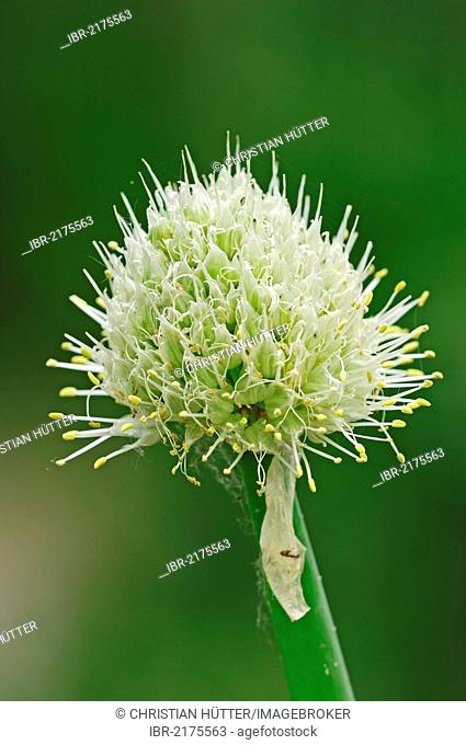 Green Onion (Allium fistulosum, Allium altaicum, Allium ceratophyllum, Cepa sissilis, Cepa ventricosa), flowering, North Rhine-Westphalia, Germany, Europe