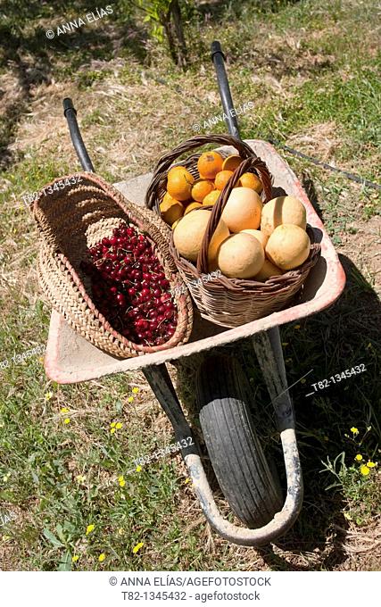 wheeled cart loaded with baskets of various fruits of summer