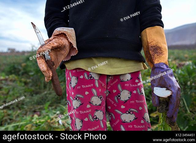 A 10 year old labourer coming from Syria picking radishes holds a knife at a lebanese farm in Bekaa Valley, Lebanon. . Syrian refugees, women and girls