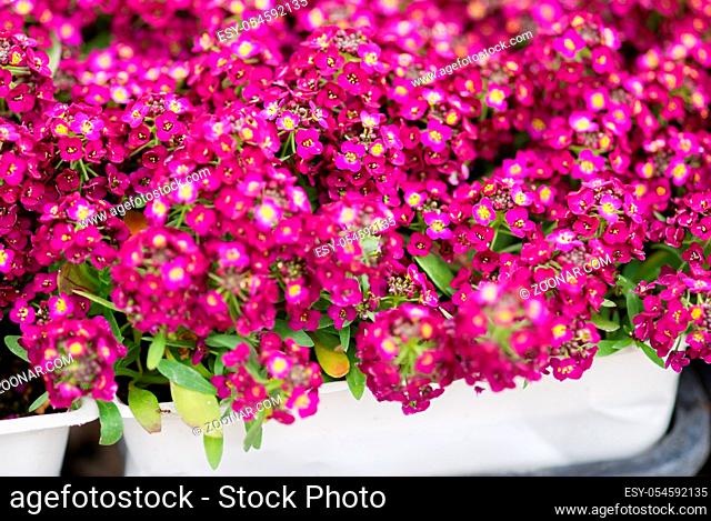 Alyssum flowers. Alyssum in sweet colors. Alyssum in a black tray on wood table, in a dense grounding in a greenhouse