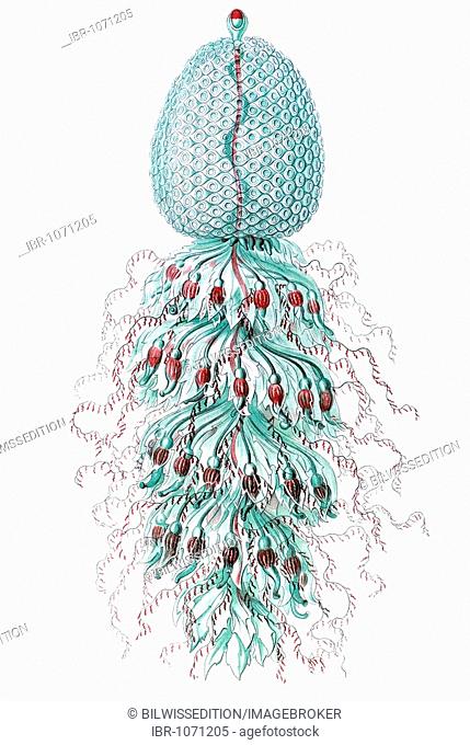 Titel Siphonophorae scyphozoans jellyfish Desctiption Siphonophorae / Staatsquallen, 1/ ganzer Stock / Comus, nat Gr, frei schwimmend / Detail des Koerpers