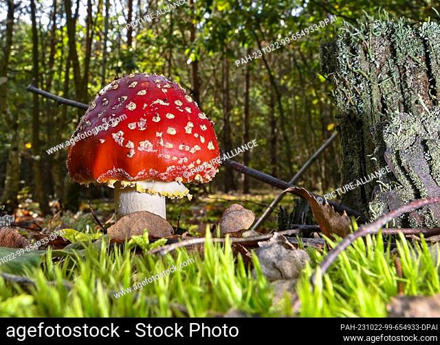 PRODUCTION - 18 October 2023, Brandenburg, Jacobsdorf: The toadstool (poisonous mushroom) is unmistakable with its characteristic red hat with white dots