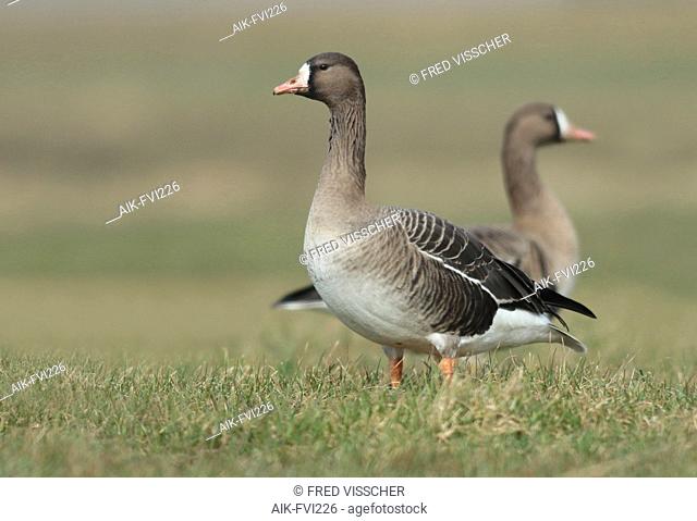 Greater White-fronted Goose (anser albifrons), first-winter standing in Dutch meadow, seen from the side