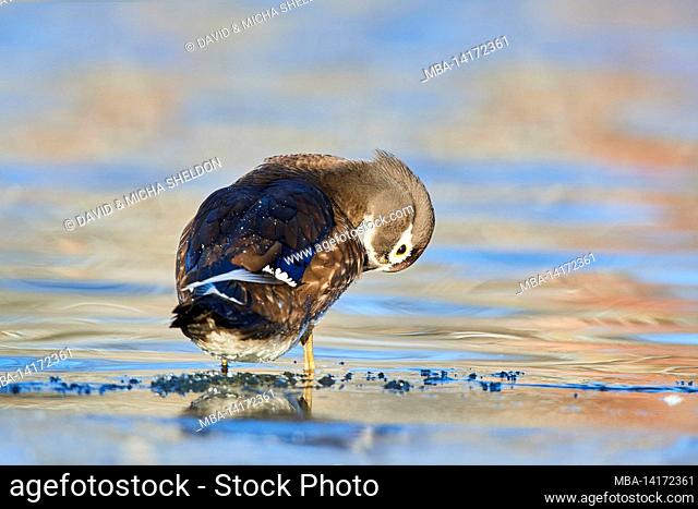wood duck (aix sponsa), female, stands on the bank on a plate of ice, bavaria, germany