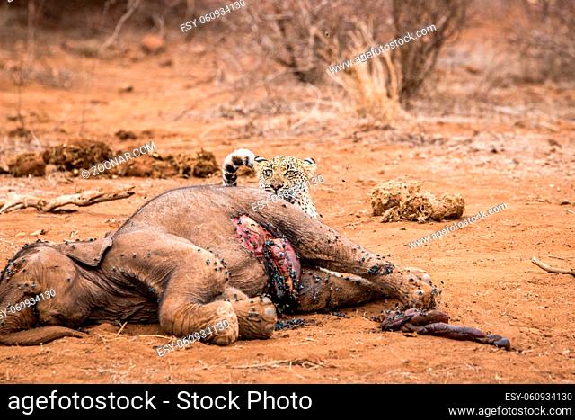 Leopard feeding on a Elephant carcass in the Kruger National Park, South Africa