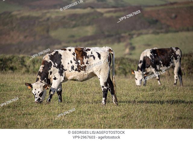 Cows grazing in field, La Hague, Normandy, France