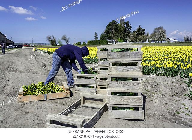 Foreign farm workers pick Tulips in La Conner Washington USA