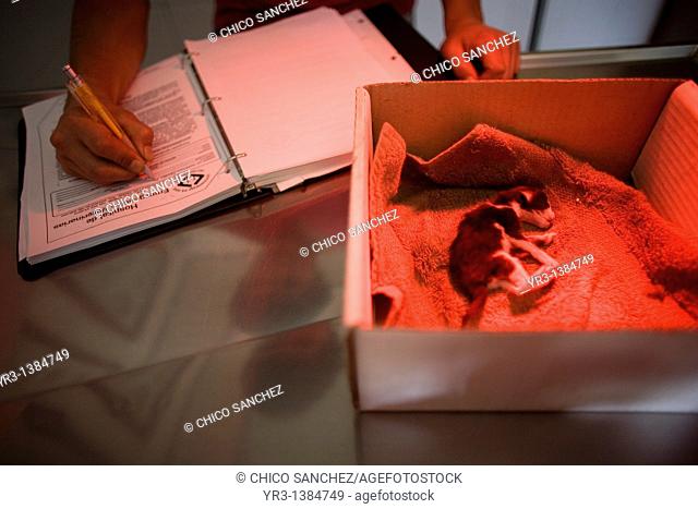 A new born kitten is warmed using a red lamp as his owner fills out authorization paperwork at a Pet Hospital in Condesa, Mexico City, Mexico, February 21, 2011