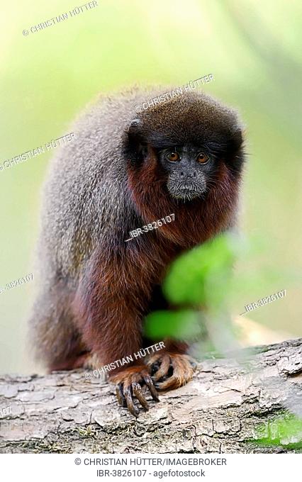 Coppery Titi Monkey or Red Titi Monkey (Callicebus cupreus), captive, Germany