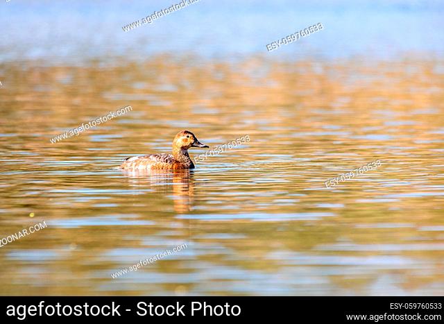 female of wild bird duck mallard, anas platyrhynchos, swim in morning light on spring pond. Czech Republic, Europe wildlife