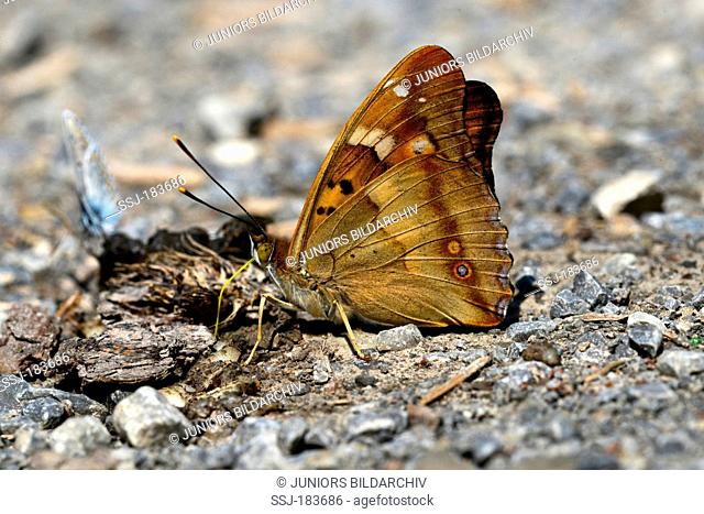 Lesser Purple Emperor (Apatura ilia). Butterfly taking up minerals from faeces. Germany