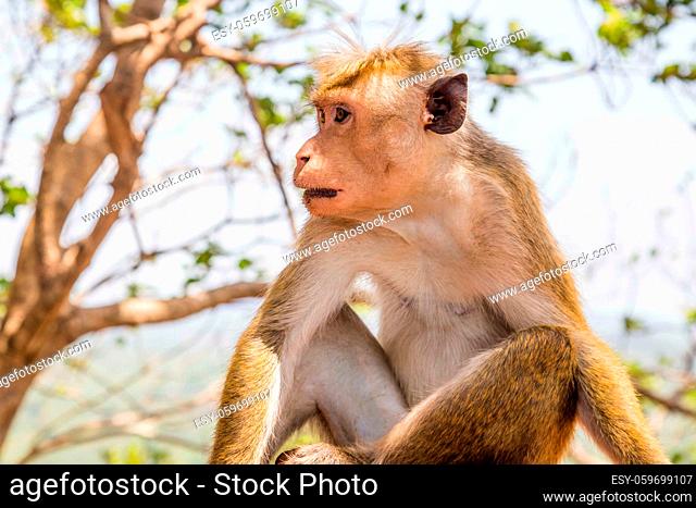 Red faces macaque on top of the SIgiriya mountain in Sri Lanka